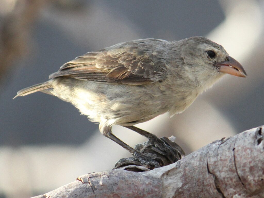 Woodpecker Finch-one of Darwins finches