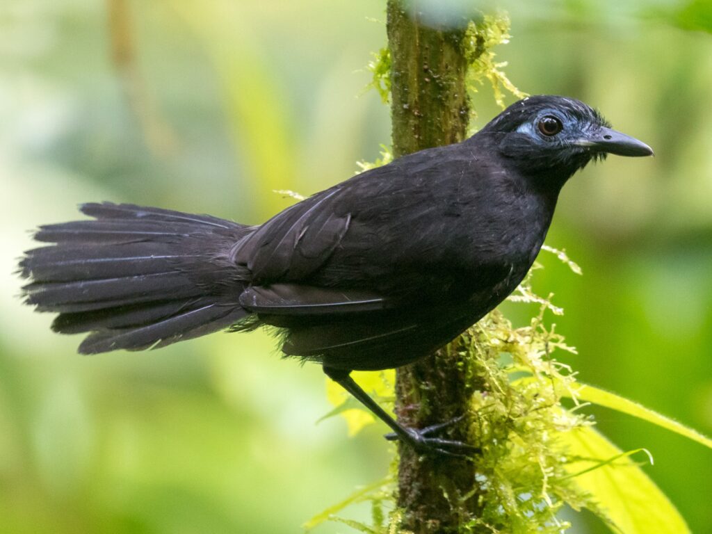 Zeledon's Antbird