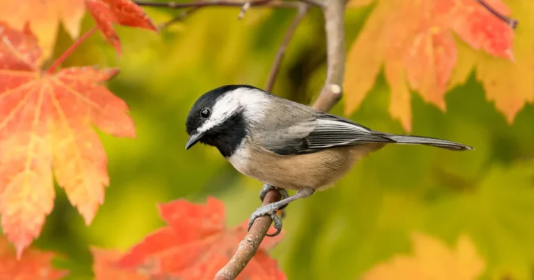Black-capped Chickadee
