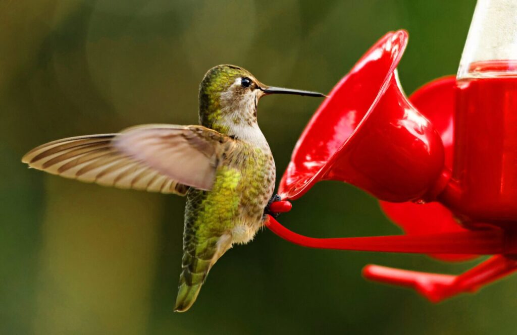 hummingbird feeder
