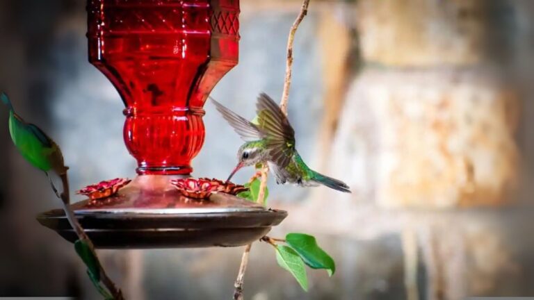 hummingbird feeder
