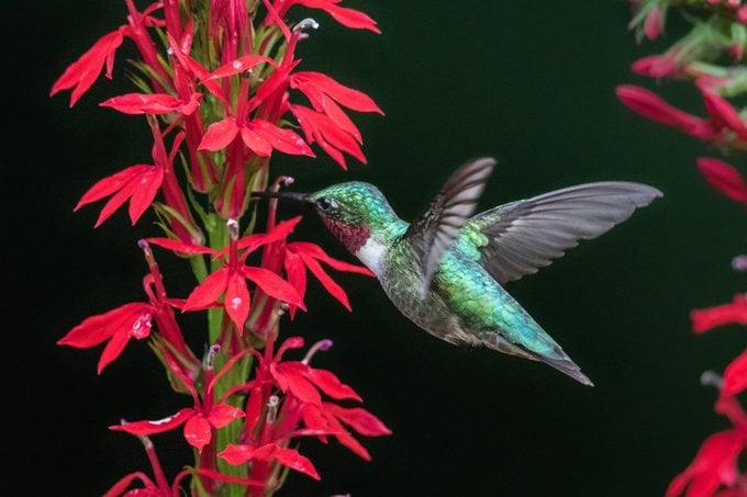 hummingbird feeder